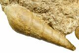 Jurassic Ammonite (Cleistosphinctes) and Sea Snail Fossil - France #367844-2